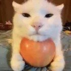 Apple cat woah