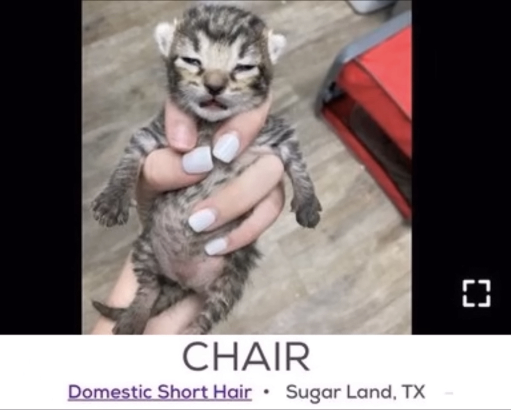 chair cat