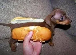 hotdog dog