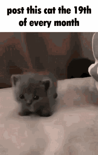19th of the month kitty
