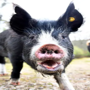 pigsquiggle's pig